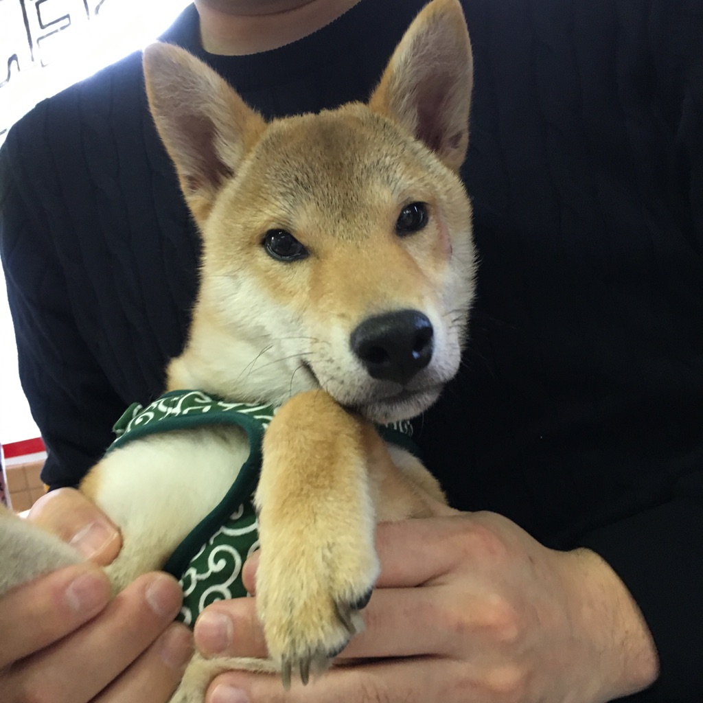 【今日の里帰りワンコ🐶柴犬のたかひと➡サンタ君💕、パグの聆麿くん💕】